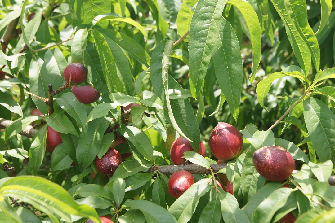 3.碩果累累的葵山鎮(zhèn)油桃示范基地.JPG